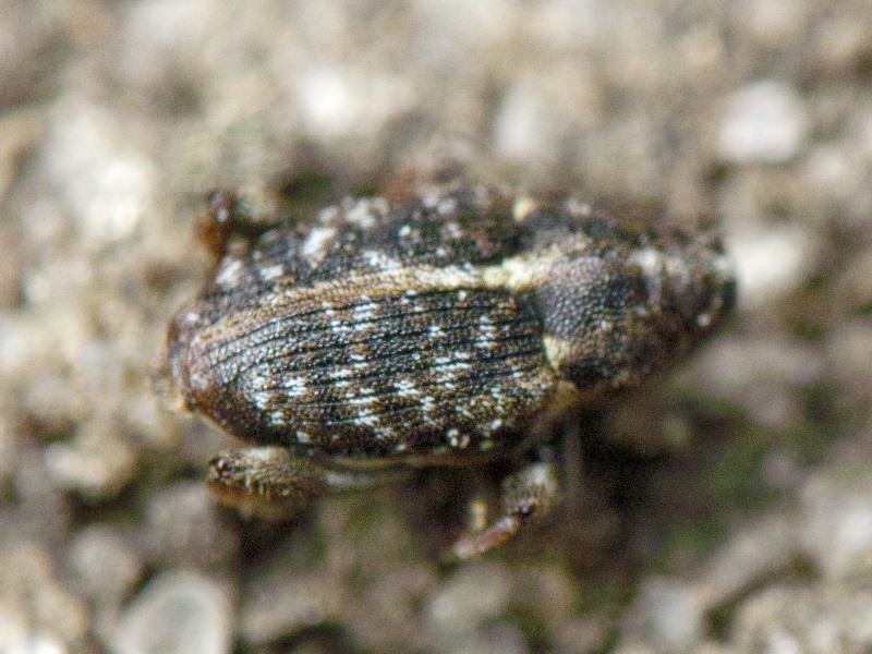 Coryssomerus capucinus (Beck, 1817)